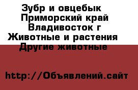 Зубр и овцебык. - Приморский край, Владивосток г. Животные и растения » Другие животные   